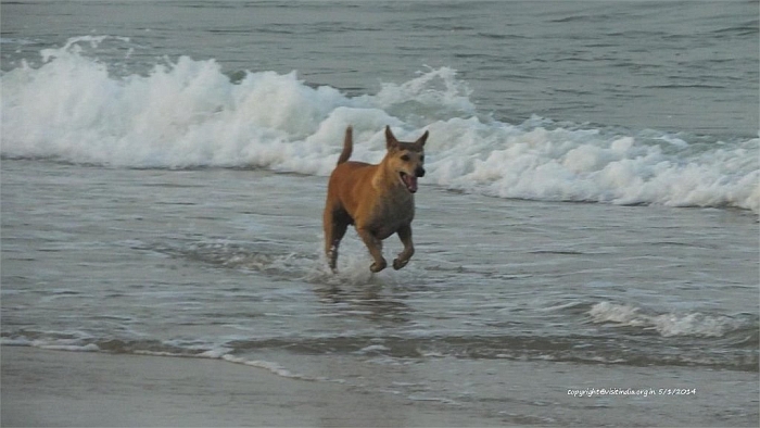 dog play at panambur beach
